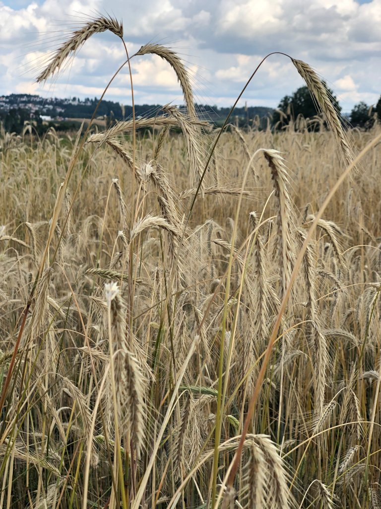 Svedjerud Tvengsberg bilde 03 Hellerud 12.08.2020 foto Nina Sæther.jpg