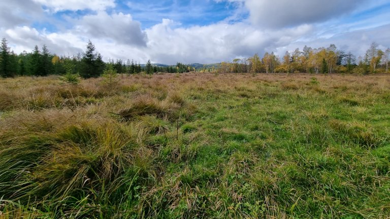 Myrlandskap etter fjerning av unge, invaderende planter. Stăvilarul lui Kovács peat bog. Foto: Adorjan Tamas