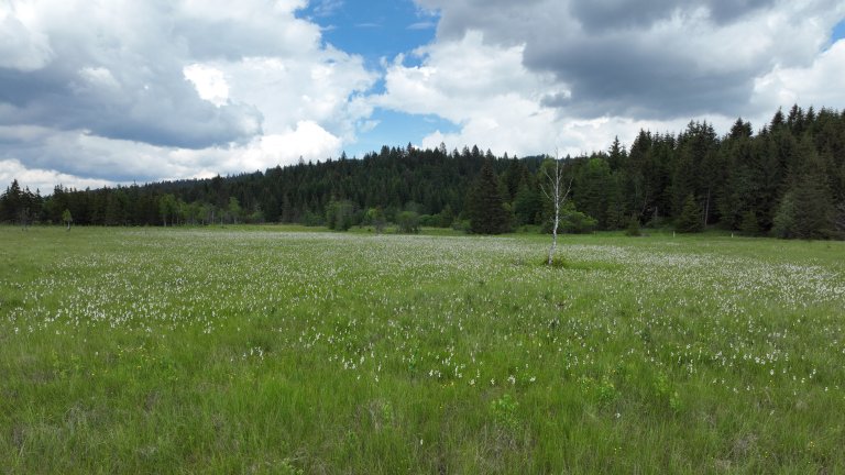 Typisk myrlandskap med myrull. Stăvilarul lui Kovács. Foto: Adorjan Tamas