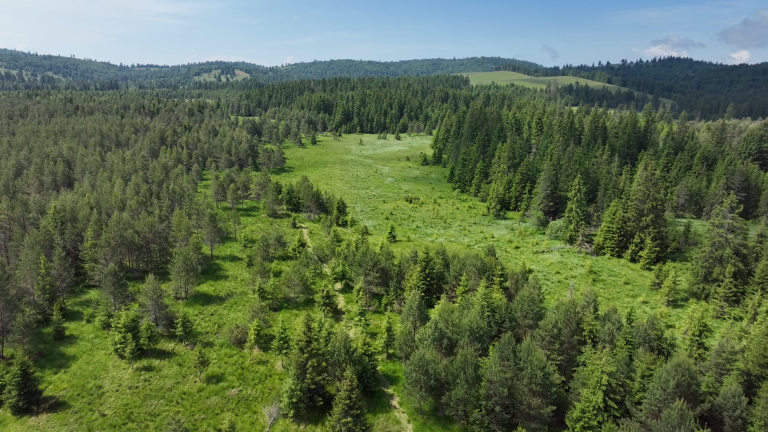 Landskapet er ryddet for installering av elektriske gjerder. Tinovul Apa Roșie – Fagul Rotund. Foto: Adorjan Tamas