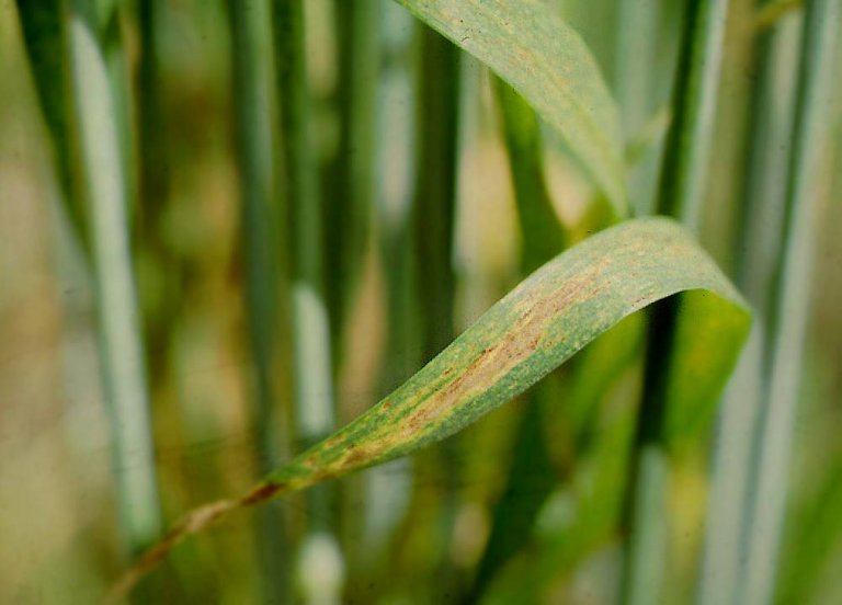 På kveite og rug har det vore sporadiske angrep av kveitebrunflekk. Soppsmitte kjem både frå såkorn og planterestar og spreiast med vind og vass-sprut til blada. Foto: Erling Fløistad