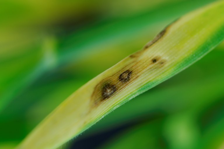 På kveite og rug har det vore sporadiske angrep av kveitebrunflekk. Soppsmitte kjem både frå såkorn og planterestar og spreiast med vind og vass-sprut til blada. Foto: Erling Fløistad