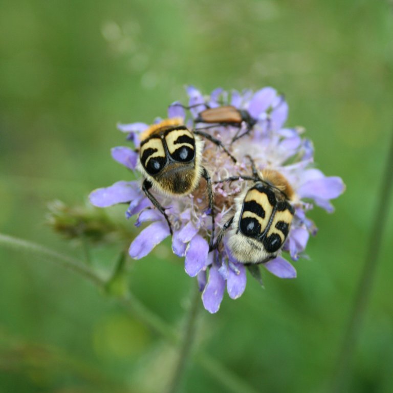 Figur_52b_Rødknapp_humlebiller_Flateland_ES.JPG