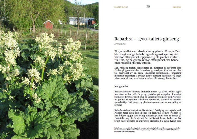 Rabarbra oppslag.JPG