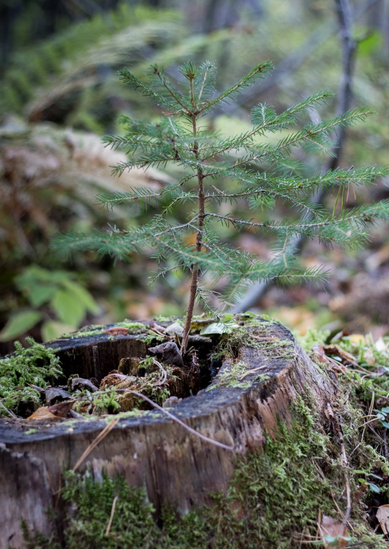 Granplante på stubbe - Foto John Yngvar Larsson - NIBIO.jpg