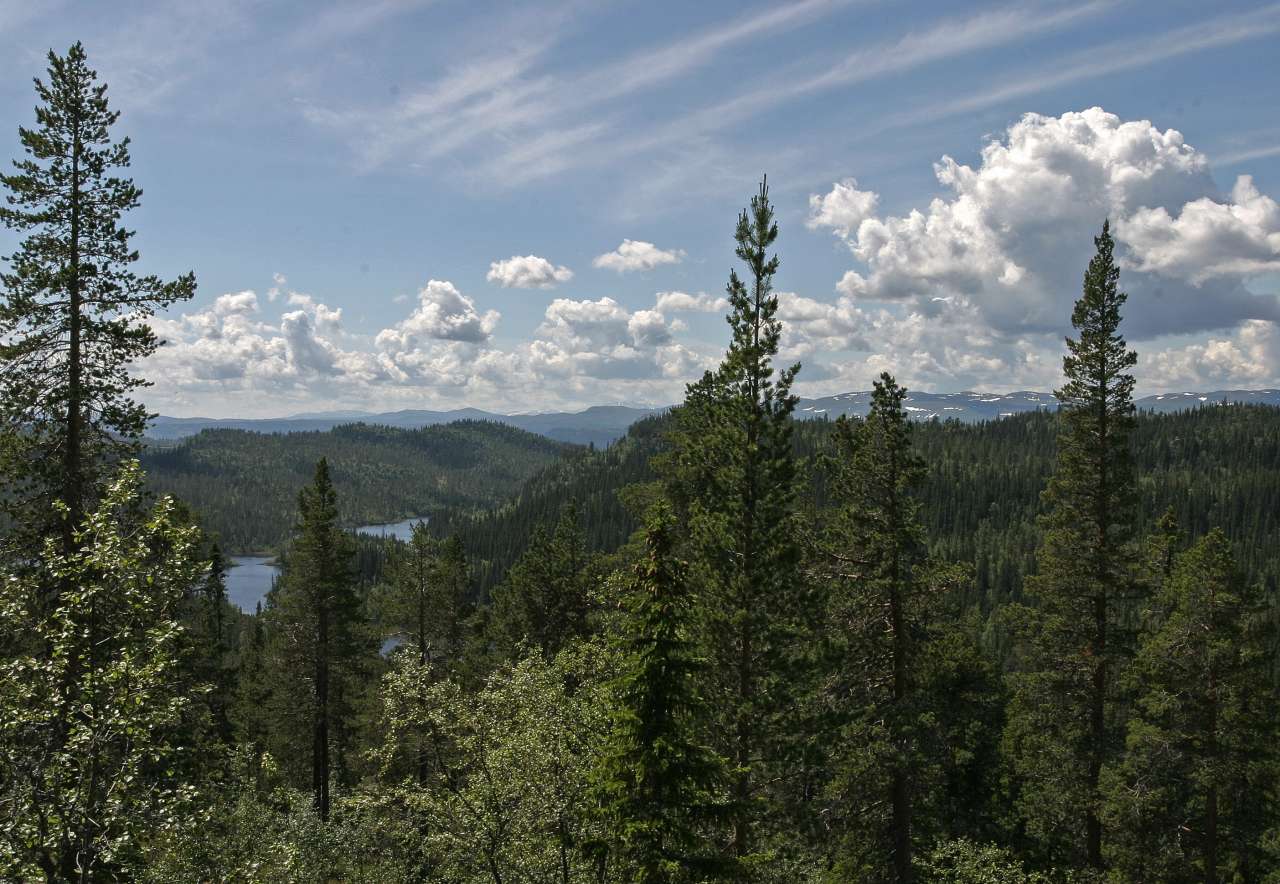 Trillemarka - Foto John Yngvar Larsson - NIBIO