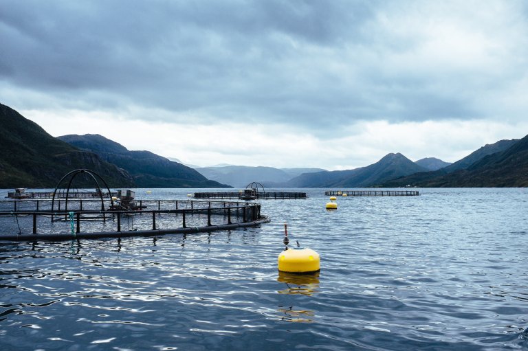 Per i dag finnes det ikke insentiver for å samle opp næringsrikt fiskeslam i havbruksnæringen. Dermed går verdifulle ressurser tapt. Foto: Ragnar Våga Pedersen