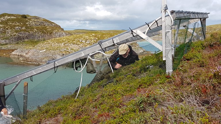 NIBIOs forskere deltar i overvåkingen og kartleggingen av truede naturtyper, slik som kystlynghei. Foto: Liv Guri Velle, NIBIO