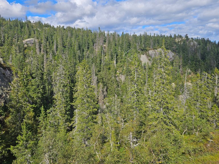 – Beregninger viser at om lag 40 prosent av barskogene i Norge nå er rødlistet, sier Storaunet. – De viktigste påvirkningsfaktorene for naturtypene i skog er nedbygging til vei, bolig og næringsområder, samt avvirkning av skog i form av åpen hogst. Foto: Ken Olaf Storaunet, NIBIO