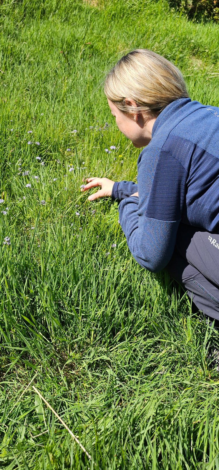 Kystblåstjerne i eng. Foto: Liv Guri Velle/NIBIO