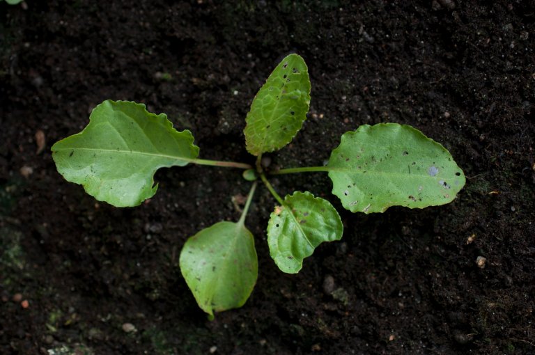 Frøplante av høymole. Foto: Erling Fløistad