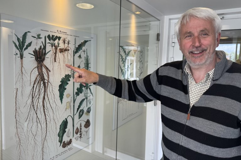 Høymole trives spesielt godt i grasmark og beite der jorda sjelden forstyrres. Den har et kraftig pålerotsystem som kan være vanskelig å bekjempe. Foto: Siri Elise Dybdal