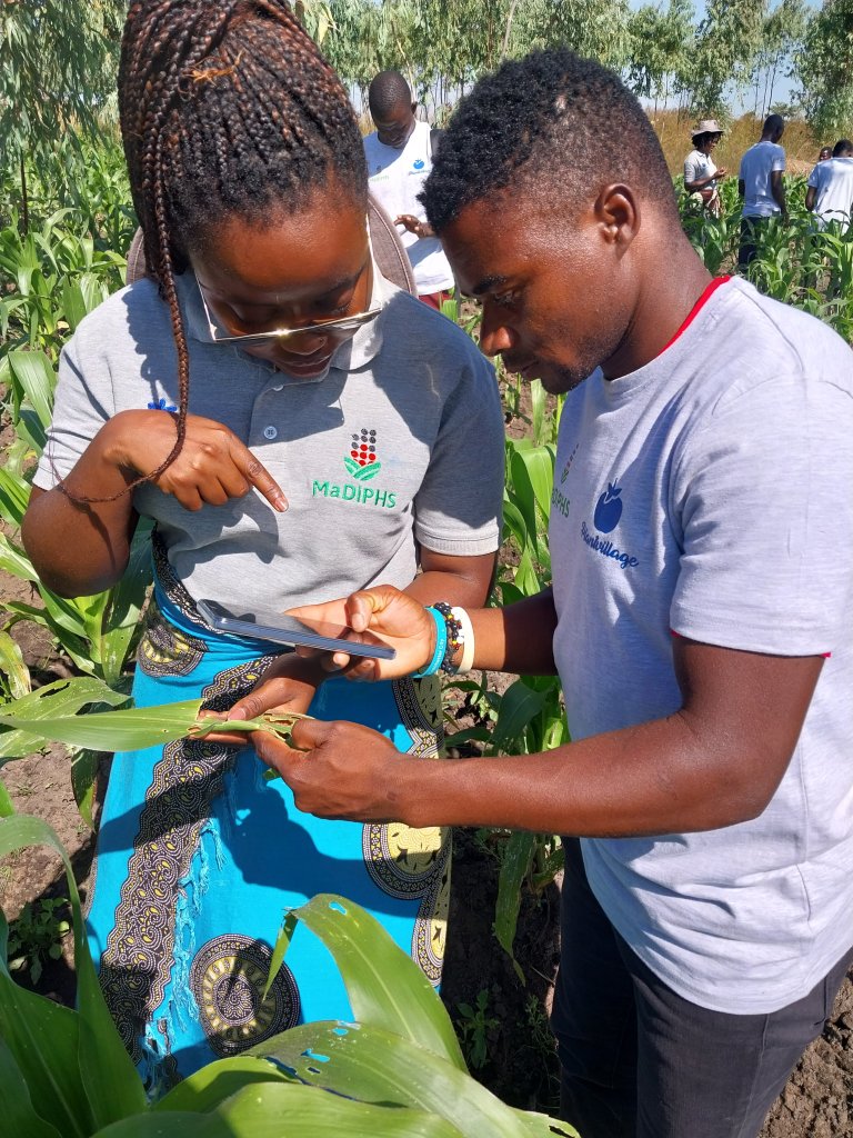 I prosjektet MaDiPHS i Malawi byggjer forskarane vidare på utviklinga og data frå slike system. Målet er å skape ein felles internasjonal plattform som vil kunne levere data inn i nasjonale digitale tenester. Teknologiplattforma VIPS, utvikla av NIBIO, er eit av systema som integrerast i tenesta. Foto; MaDiPHS /NIBIO