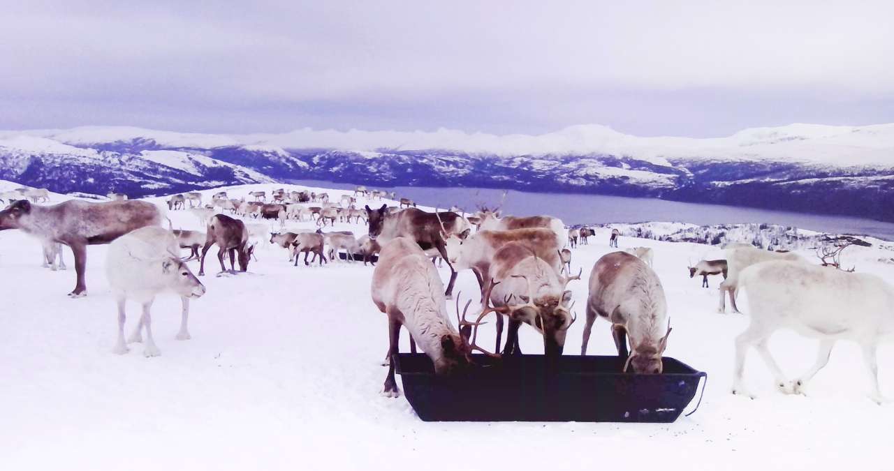 Bilde 1 - Tilleggsfôring av reinsdyr på fritt beite - Foto Tom Lifjell