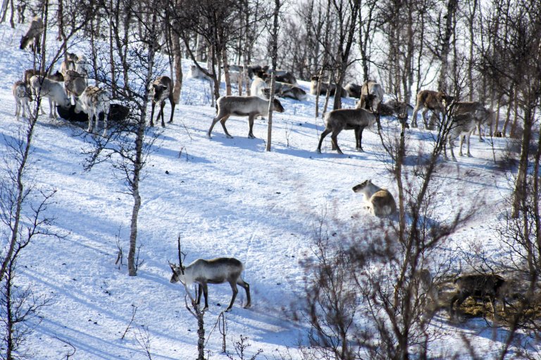 Bilde 7 - Tilleggsforing av reinsdyr - Foto Svein M Eilertsen