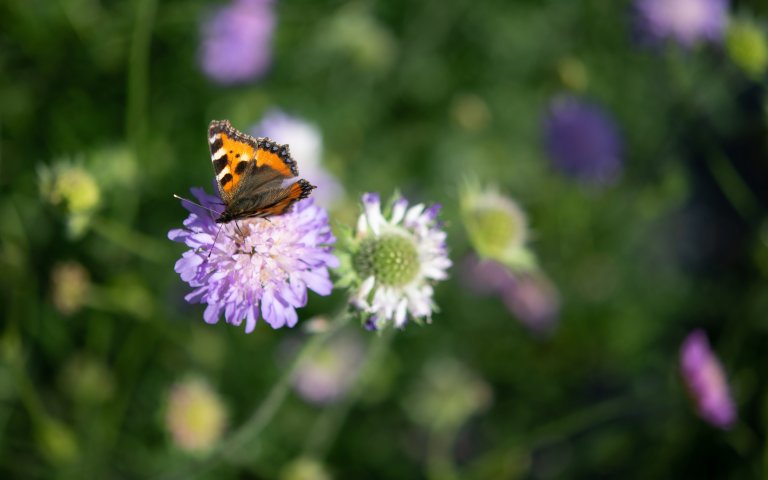 Neslesommerfugl på rødknapp (Knautia arvensis). Foto: Anette Tjomsland Spilling