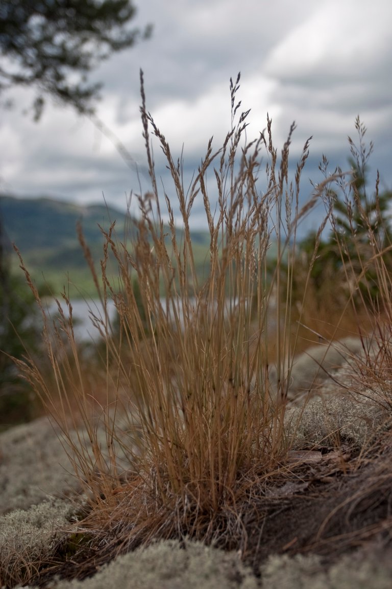 Sauesvingel  (Festuca ovina). Foto: John Yngvar Larsson