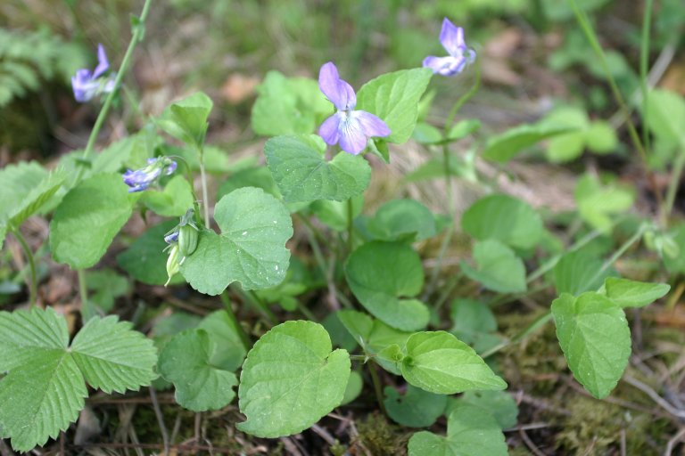 Engfiol (Viola canina). Foto: John Yngvar Larsson