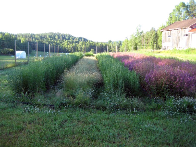 Oppformering av Vestlandspopulasjoner hos en av NIBIOs kontraktfrøavlere. Fra venstre engknoppurt ‘Voss’, gulaks ‘Alver’, engknoppurt ‘Voss’ og rød jonsokblom ‘Øygarden’. Foto: Anna Arneberg