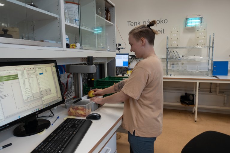 Eit stort tal analysar har vorte gjennomført i samband med prosjektet. Biletet syner test av fastleik ved NIBIO sitt laboratorium i Ullensvang. Foto: Hege Ulfeng