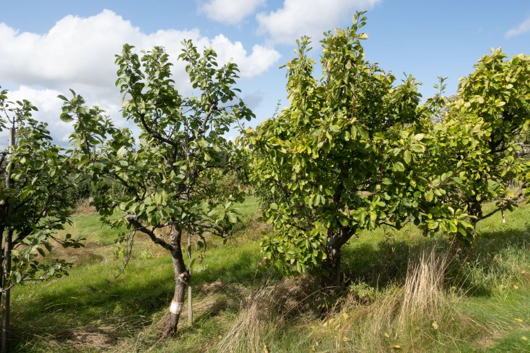 Dei to fruktbøkene gir også mykje informasjon om treas vekst og utsjånad så som treform, veksestyrke, bladform, blømingstidspunkt og mogningstidspunkt samt form og farge på frukta.