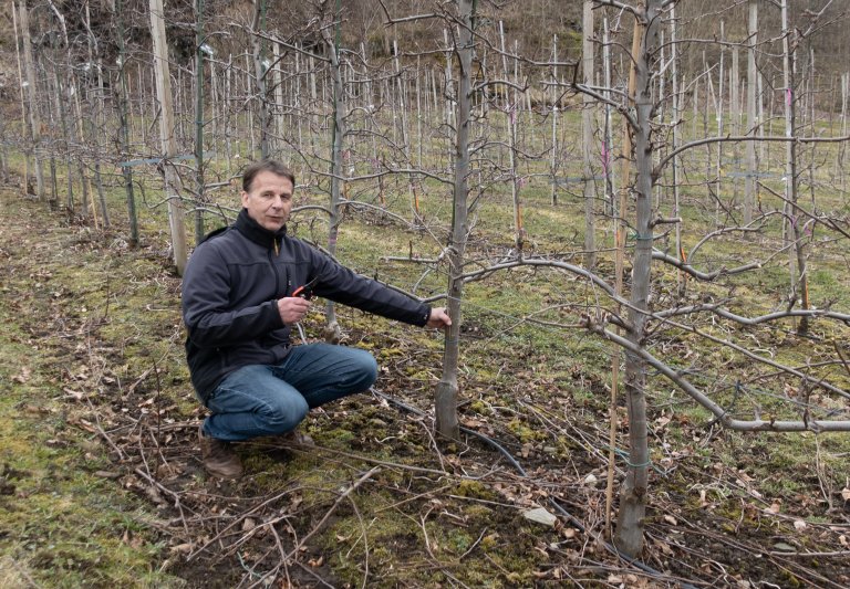 Forskar Darius Kviklys jobbar mykje med, grunnstammer og utprøving og utvikling av dyrkingssystem for nye fruktsortar i Noreg. Foto: Hege Ulfeng