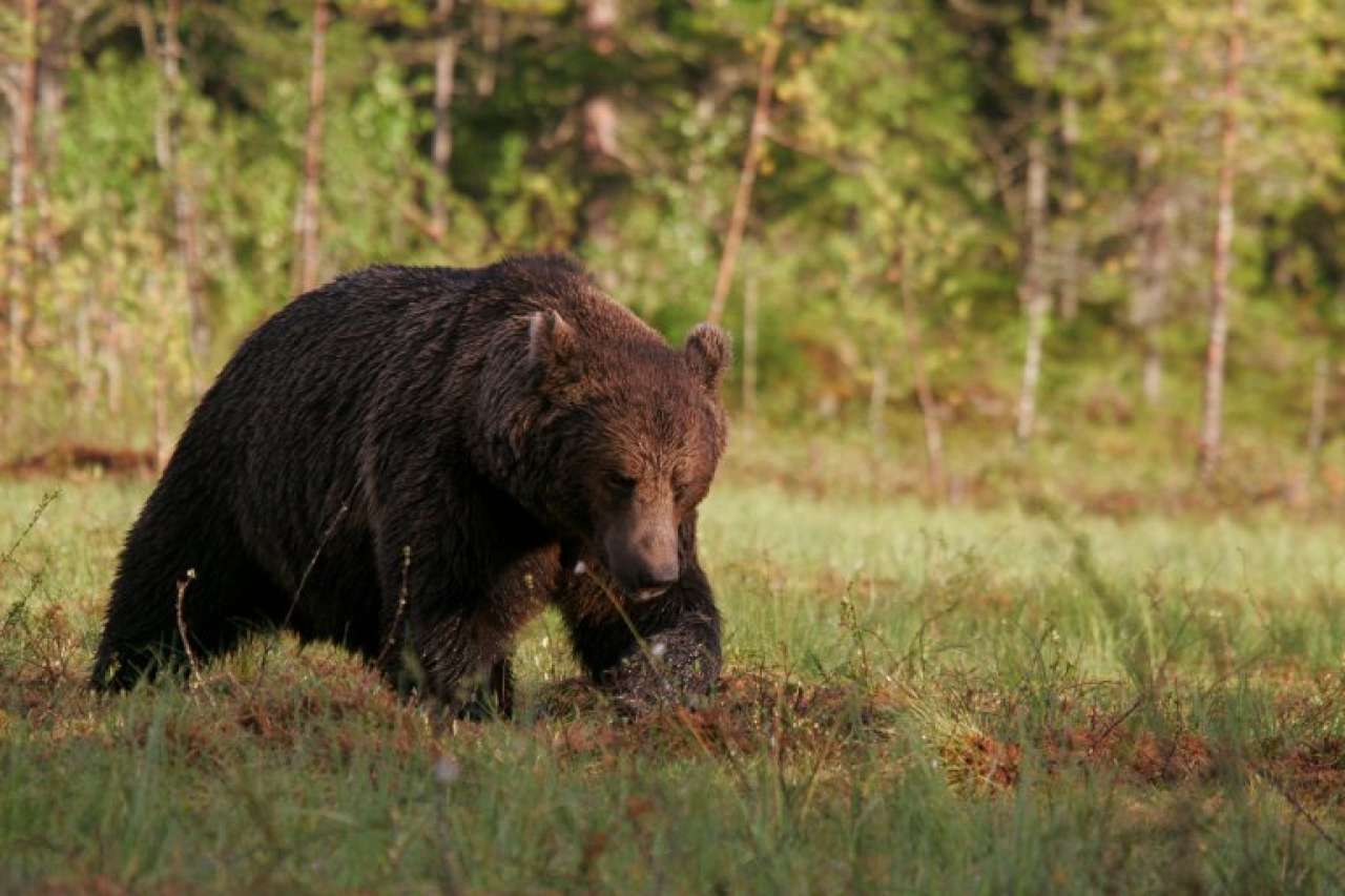 finnish brown bear - photo by alexander kopatz-1.jpg
