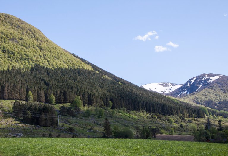 Granplanting i Kvinnherad - foto John Yngvar Larsson - NIBIO.jpg