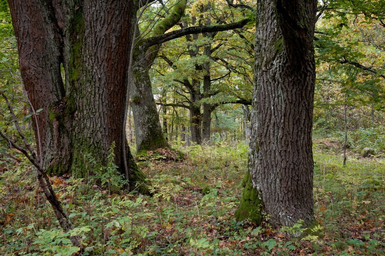 gamle trær - eik nesodden - dan aamlid - nibio.jpg