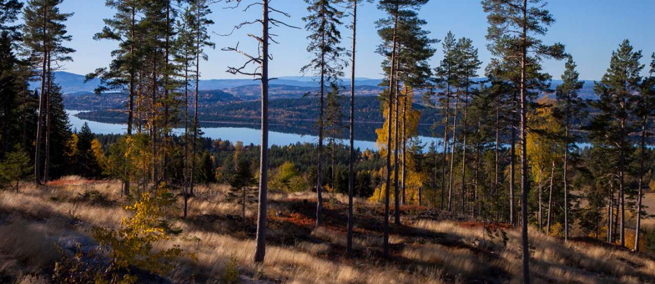 Furudominert_skog - Foto John Yngvar Larsson - NIBIO_cropped.jpg