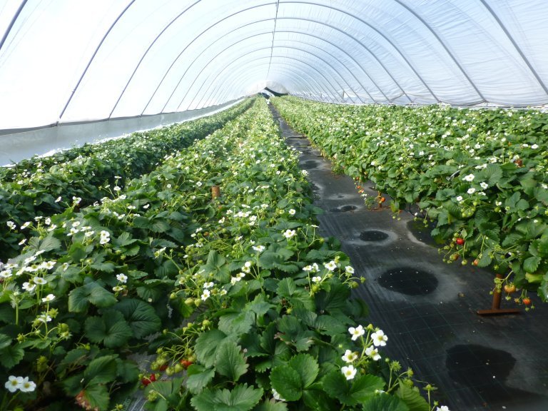 jordbær 6 tunneø i blomst foto åge jørgensen.jpg