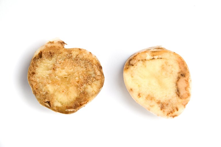 Potet angrepet av tørrote: Tørrote er hovudsjukdommen på potet i heile verda, og den har stått høgt på agendaen i mange år, men no endå høgare. Foto: Erling Fløistad