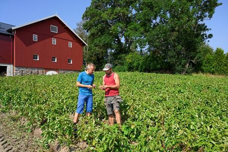 Tørrotesongen har hatt ein del tilfelle av sjukdommen, sjølv om vi har hatt ein brukbar sommar, seier NIBIO-forskar Håvard Eikemo. Foto: Erling Fløistad