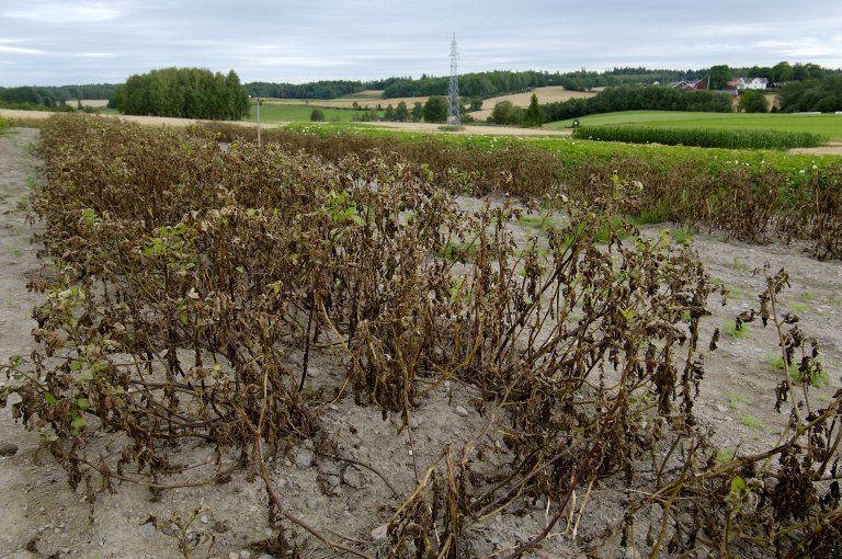 I tørt ver vil utviklinga av tørrote-sjukdommen stoppe opp, men han held fram å utvikle seg straks det igjen blir fuktige forhold. Under vedvarande gunstige forhold for sjukdomsutvikling vil alle overjordiske delar av plantene rotne bort og gje ein karakteristisk lukt. Foto: Erling Fløistad
