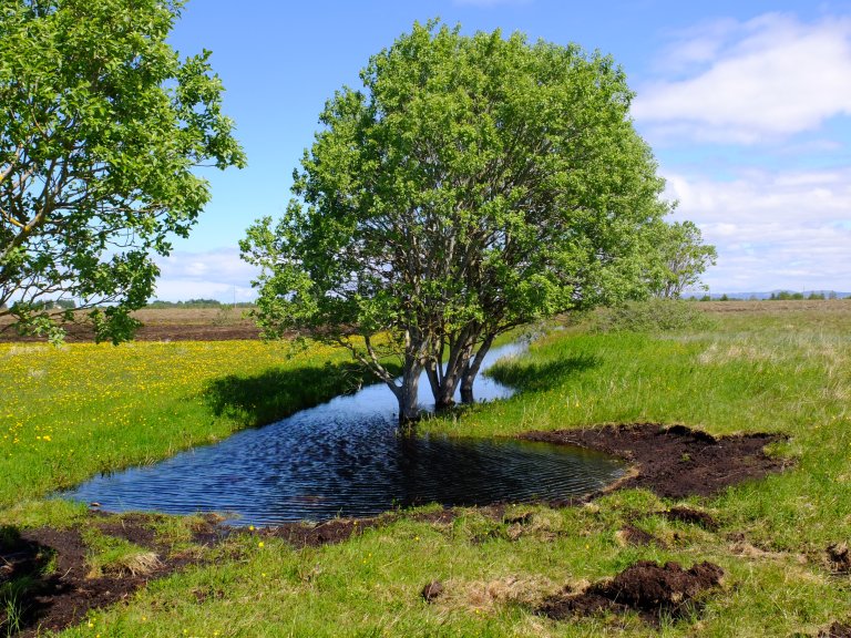 Restaurering av dyrka myr på Smøla. Grøftene tettes igjen slik at det tidligere myrområdet igjen blir vannmettet og gradvis kan gå tilbake til naturlig tilstand. Foto: Simon Weldon