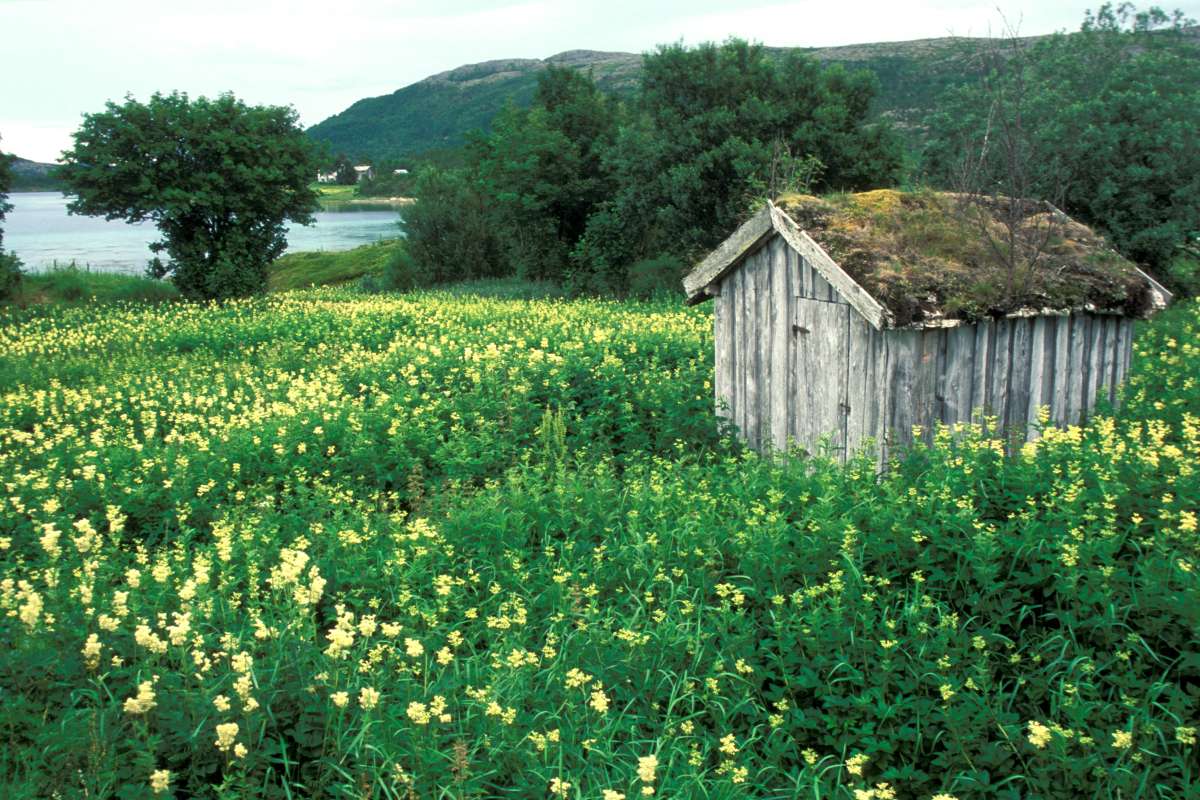 1_19990721-OP-001_mjødurt gjengroing_Hovsland, Senja_Stangeland_Troms