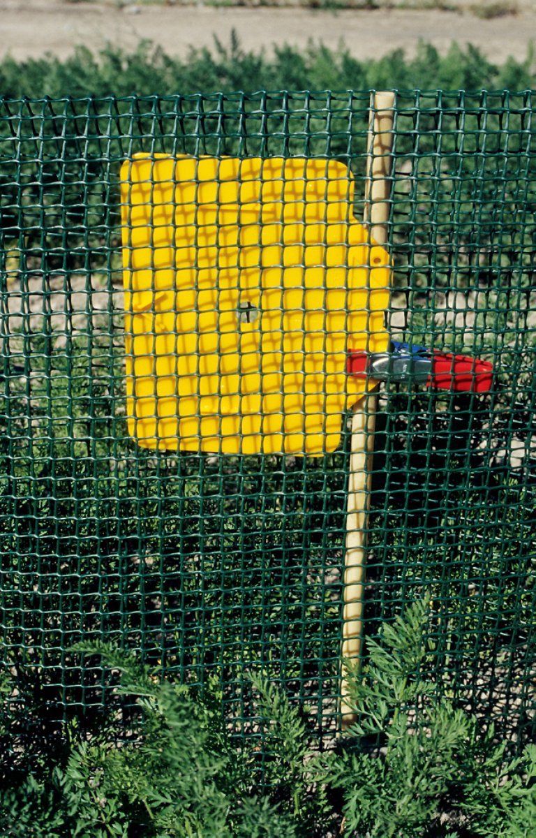 Gule limfeller i bruk for å overvaka angrep av gulrotfluge. Foto: Erling Fløistad