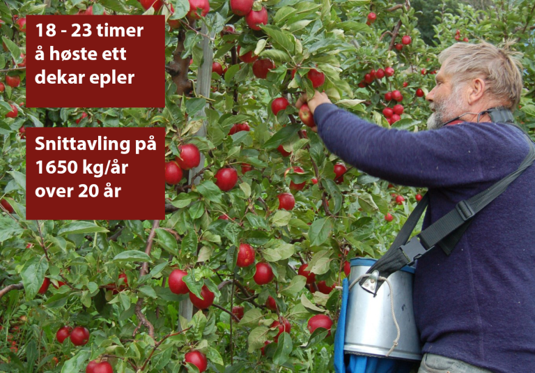 Det tar fra 18 – 23 timer å høste epler fra ett dekar (1000 m2) med epletrær. I tillegg må man beregne i gjennomsnitt 30 – 40 timer på beskjæring, sprøyting, gjødsling m.m. Tidsbruk kan variere mye med terreng, plantetetthet, dyrkingsopplegg m.m. Handbok for driftsplanlegging oppgir en snittavling per dekar på 1650 kilo over 20 år. Avlingene varierer mye fra år til år og er lavere de første og siste årene av treets levetid. I enkeltår kan avlingen være på flere tusen kilo. Foto: Finn Måge, NIBIO
