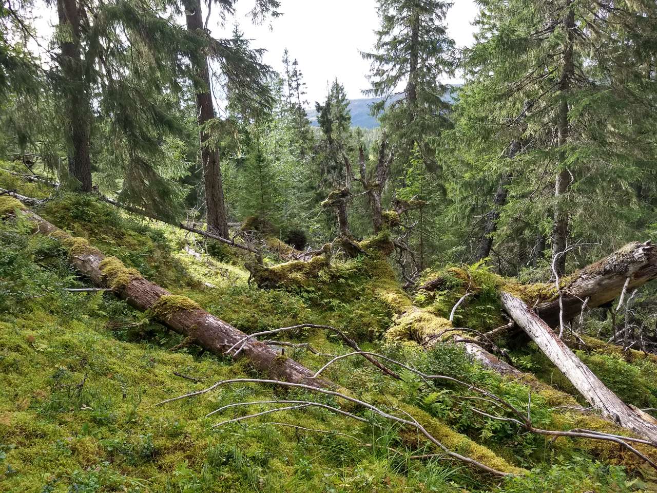 Gammel skog øker - Foto Aksel Granhus - NIBIO