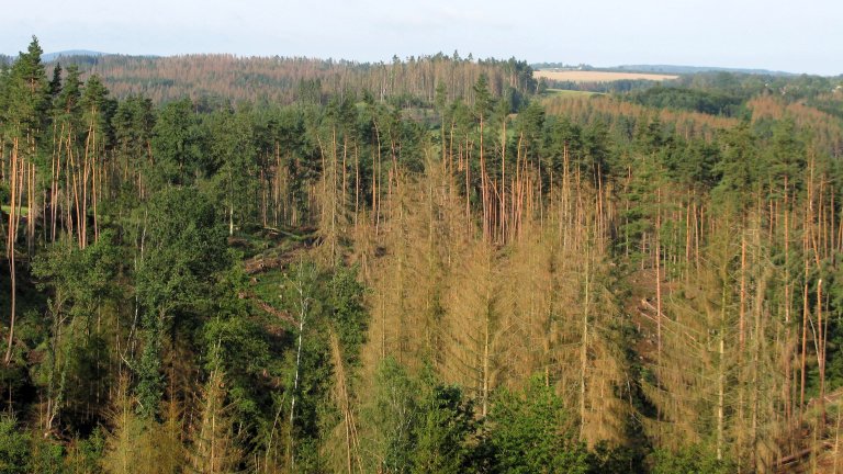 Granbarkbillen har drept flere hundre millioner grantrær i Sverige og Sentral-Europa de siste fem årene. Her er et eksempel fra det böhmisk-mähriske høylandet sør i Tsjekkia. Foto: Jan Liška, FGMRI