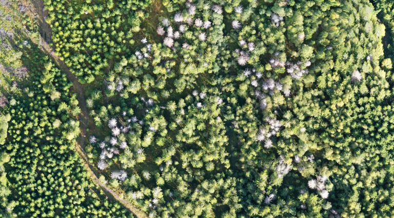 Den vesle granbarkbillen kan drepe tusenvis av trær når den har utbrudd. Slike angrep kan bli mer vanlige i årene fremover. Allerede i dag er det en økt avdøing i norske skoger. Her fra Vestfold fylke. Foto: Jostein Gohli, NIBIO