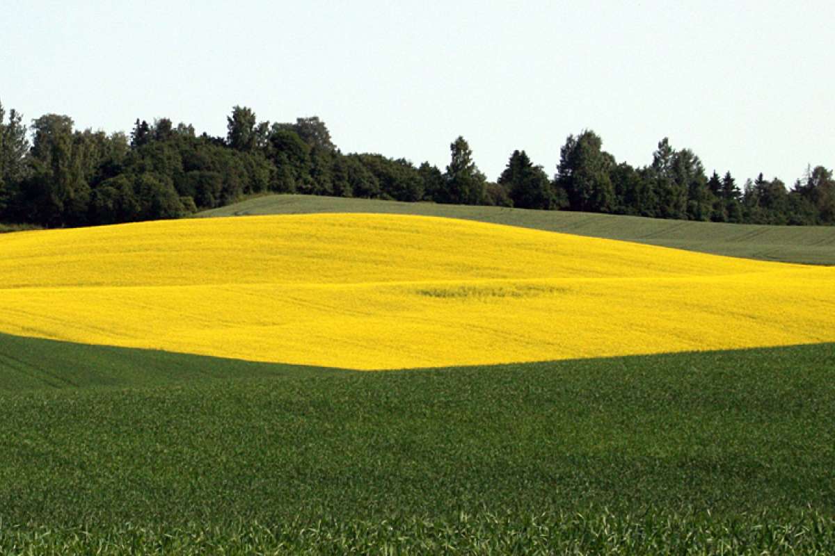 Vekstskifte  oljevekster Romerike Unni Abrahamsen_cropped.jpg