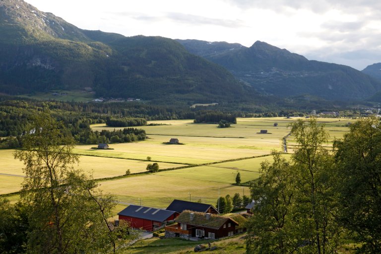 Gras_grovfor_Jordheimsmyrene_Hemsedal_Buskerud