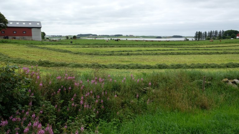 Husdyr og gras og gjødsel_heilag trekant_Jæren_Rogaland_Foto Kjersti Kildahlkki-20190804-130747.jpg