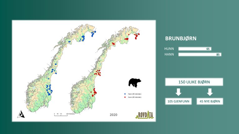 Kjønnsfordeling.jpg