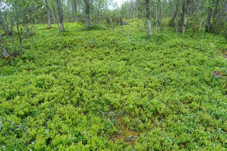 2 - Blåbærbjørkeskog_dominans av blåbær_Nordby_Balsfjord_190619_FAH.JPG