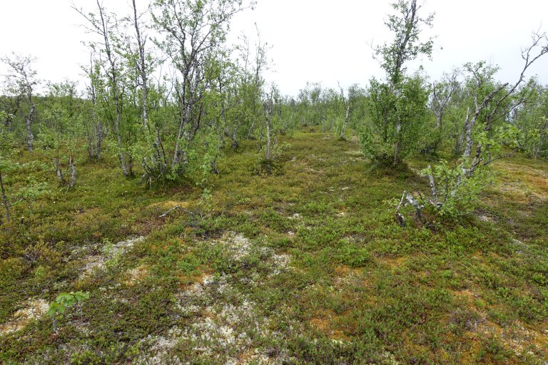 1 Lav- og lyngrik bjørkeskog_Lund_Balsfjord_180618_FAH.JPG