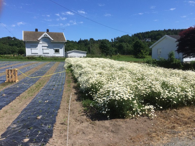 Prestekrage 12juni2018 Foto Trygve