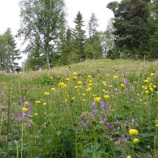 Blomsterengfro