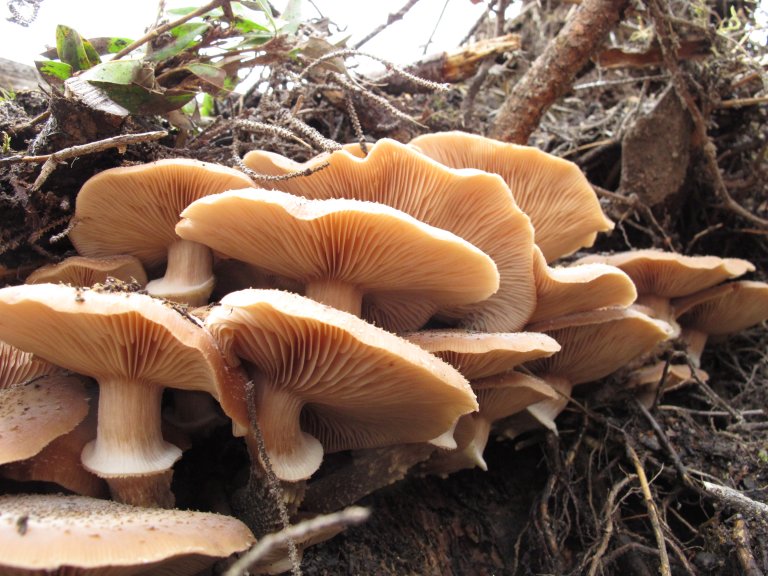 Armillaria -spNewfoundlandIMG_1366_Gro Gulden.JPG